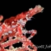 crab_xeno_jj_kb_h_0114_png0194.jpg